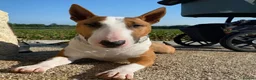English Bull Terrier dogs for sale: English bull terrier puppies  in Bedford - Advert 15
