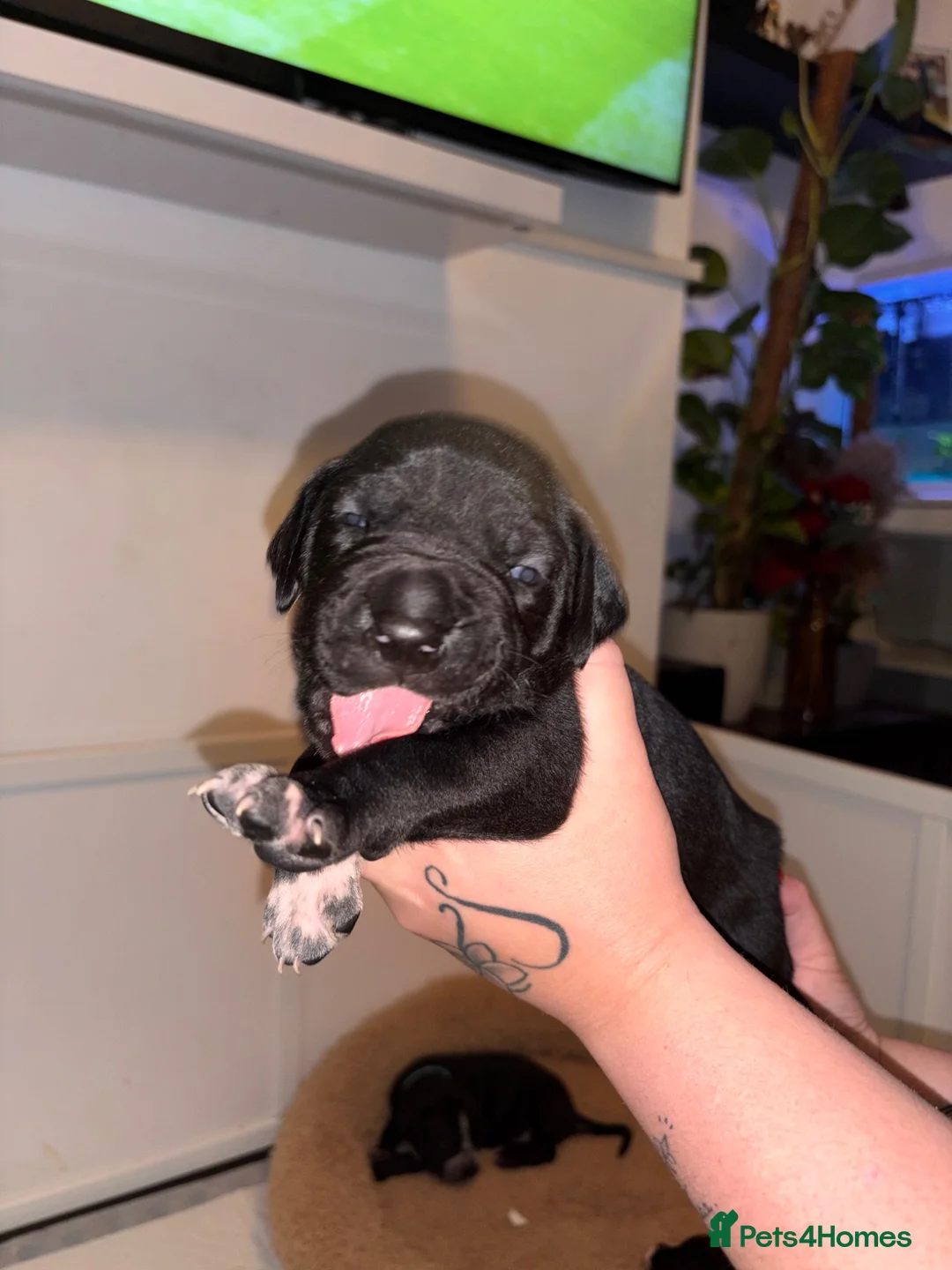 Mixed Breed dogs for sale: Puppies for sale  - Advert 2