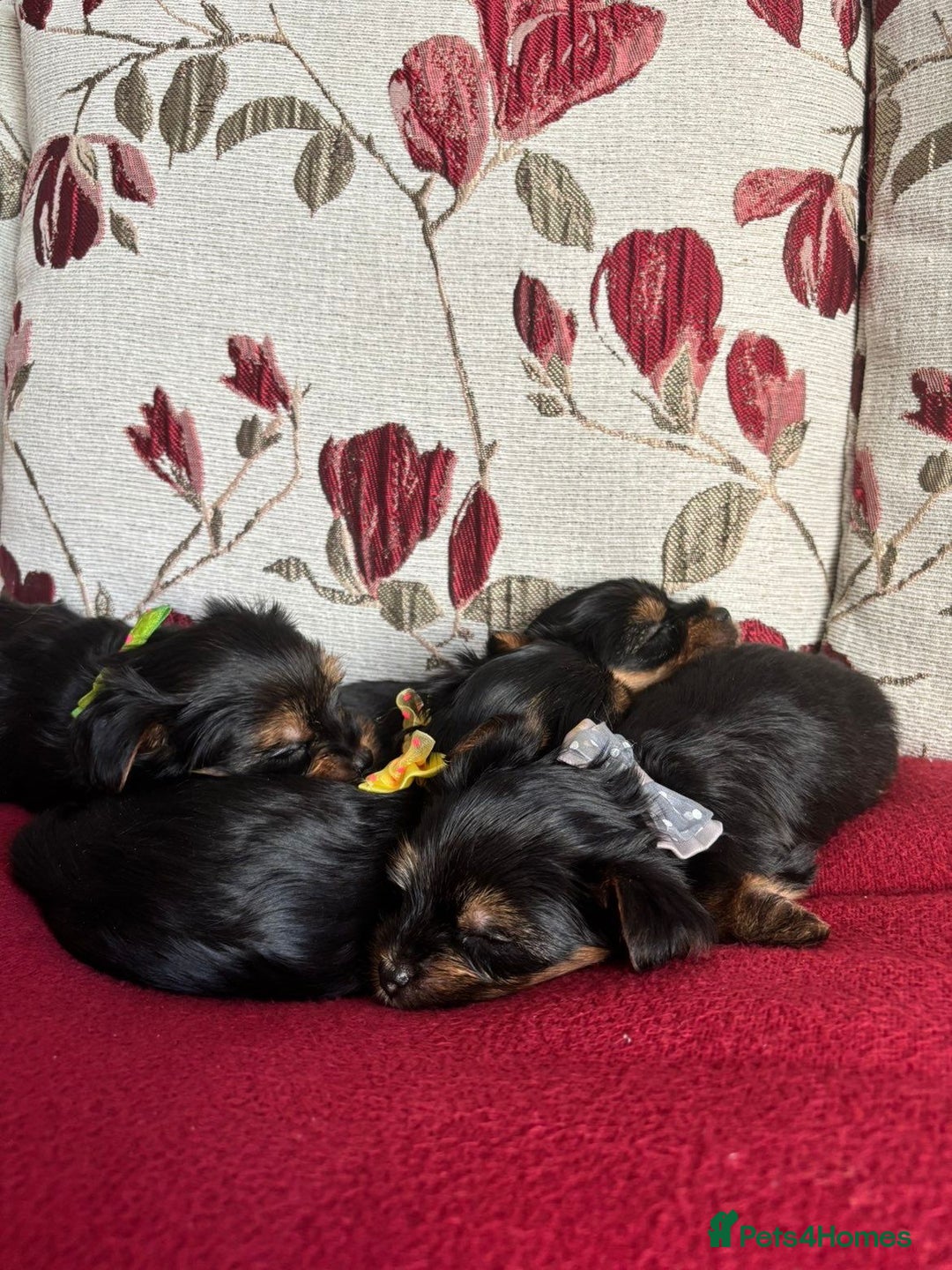 Yorkshire Terrier dogs for sale: Miniature Yorkshire Terrier Puppies  - Advert 1