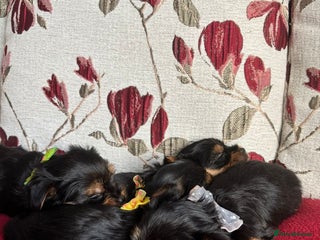 Yorkshire Terrier dogs - Advert 1
