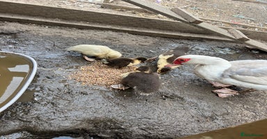 Ducks poultry - Advert 1