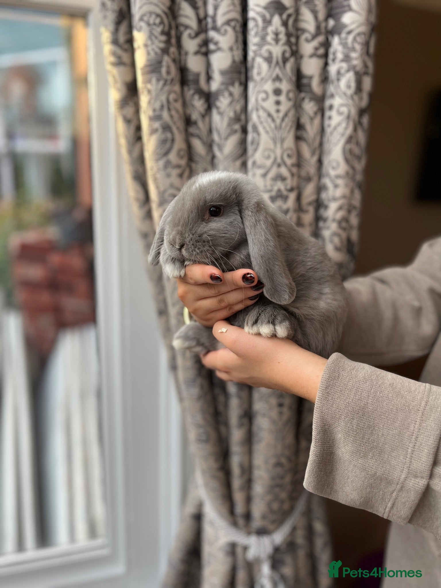 Mini Lop rabbits Baby Mini Lops - Advert 1