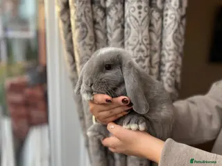 Mini Lop rabbits Baby Mini Lops - Advert 1
