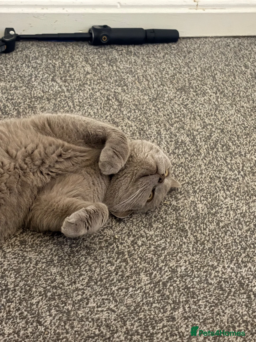 British Shorthair cats for sale: 1 kitten 2 cats for rehoming.  - Advert 2