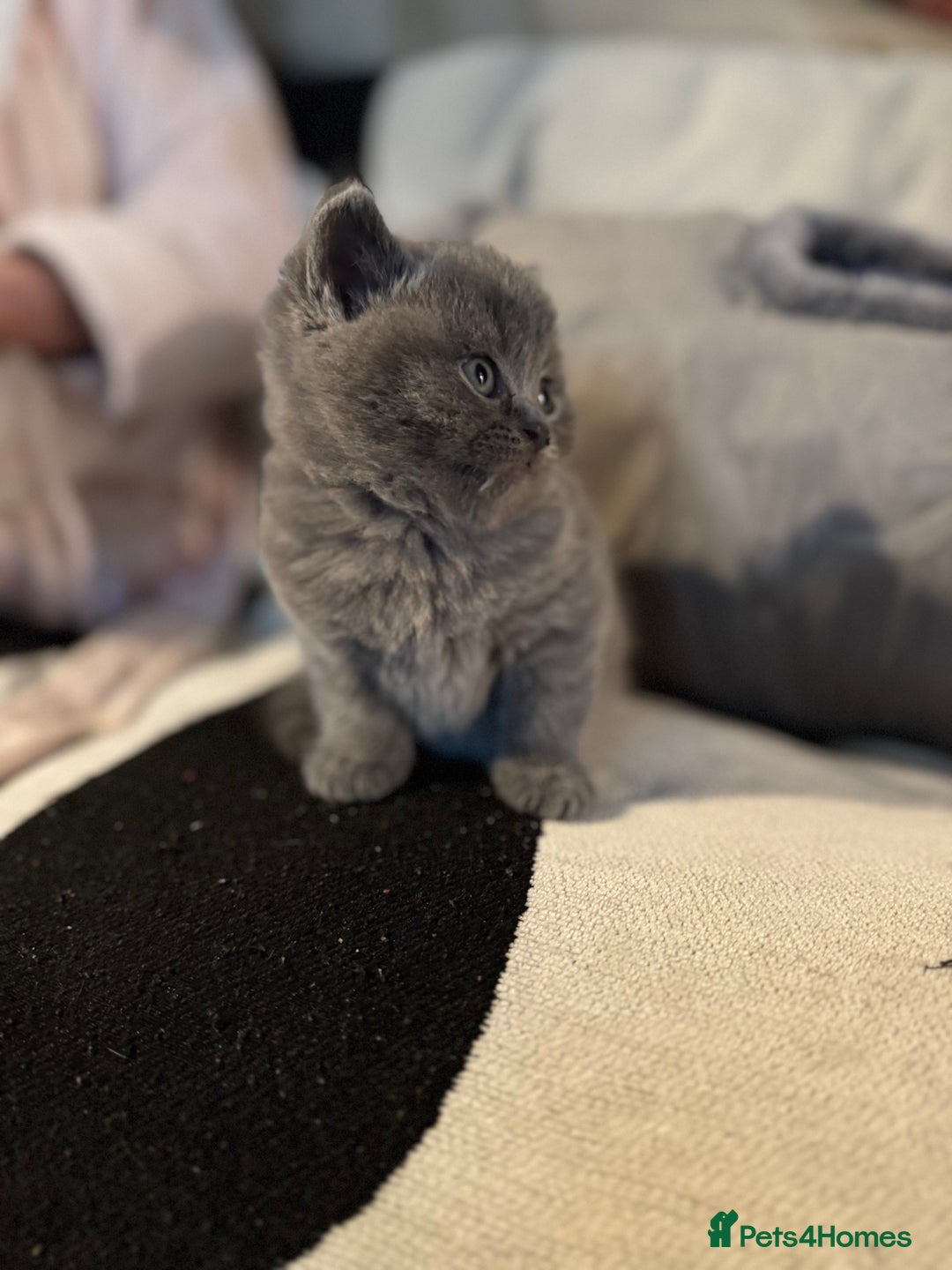 British Shorthair cats for sale: 🐾 British Shorthair × Scottish Straight Kittens - Advert 23