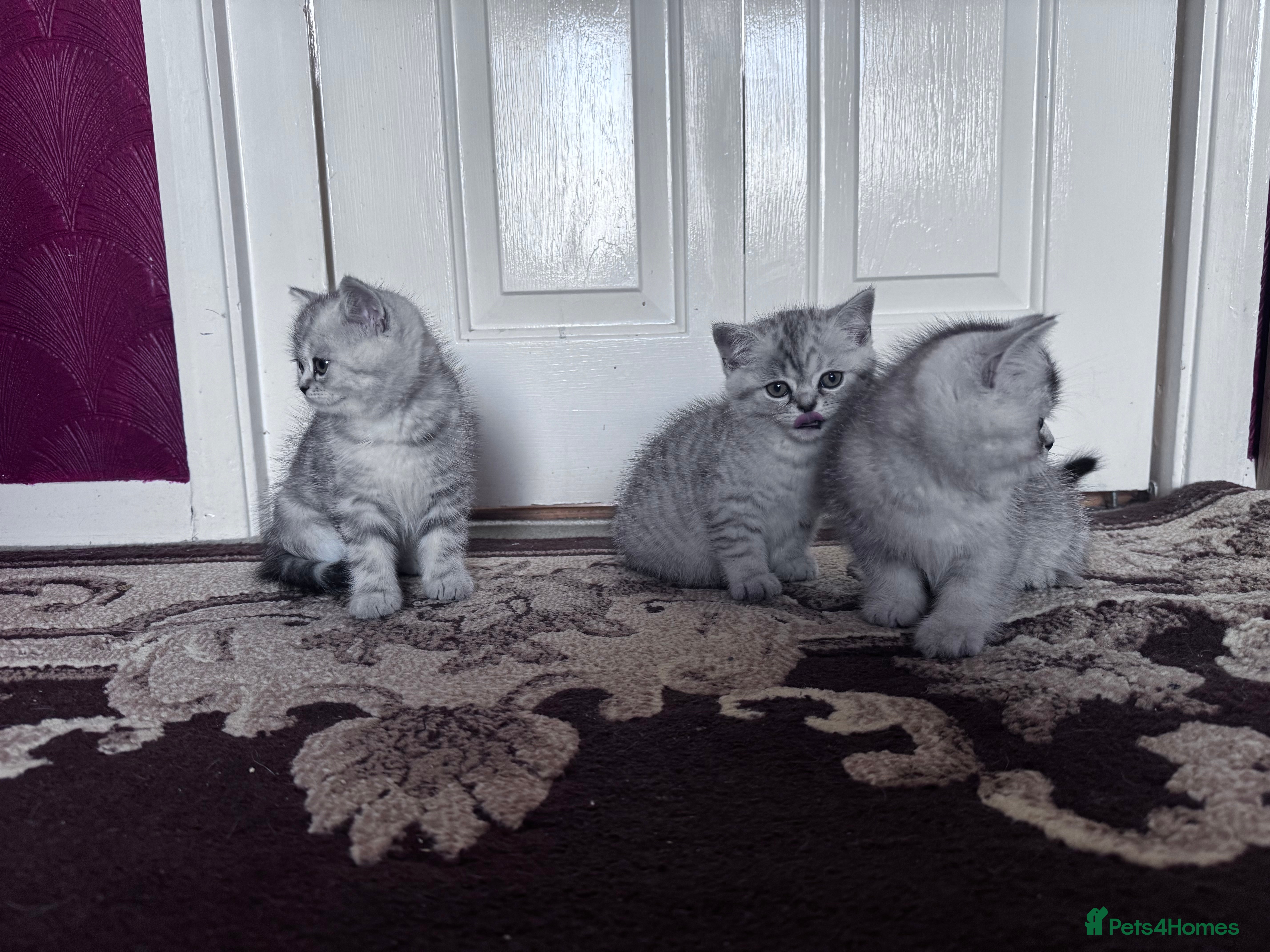 British Shorthair cats British Short Hair  - Advert 4