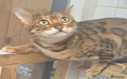 Bengal cats for sale: SBT Tica Bengal  retired female Bianca  - Advert 3