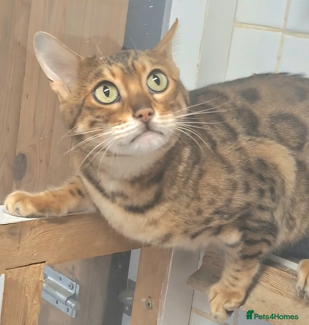 Bengal cats for sale: SBT Tica Bengal  retired female Bianca  - Advert 3