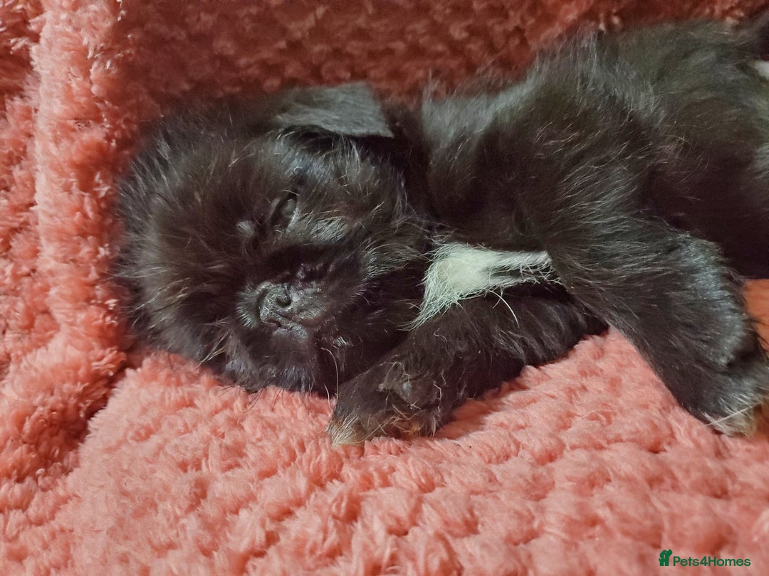 Mixed Breed dogs for sale: Shih Tzu cross Pug puppies - Advert 5