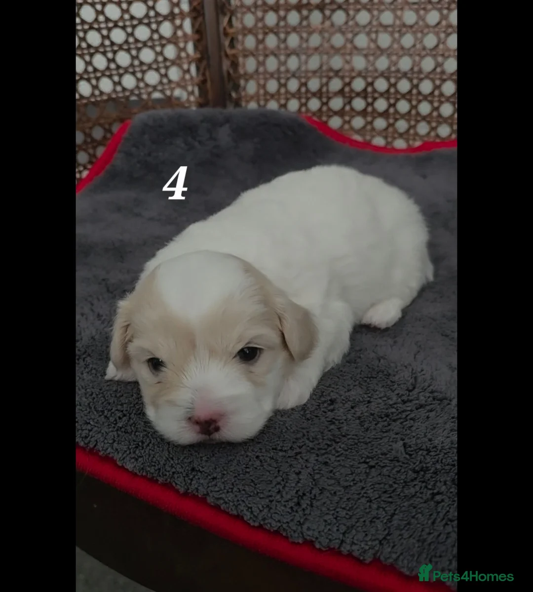 Coton De Tulear dogs for sale: Gorgeous Coton de Tulear puppies KC registered - Advert 16