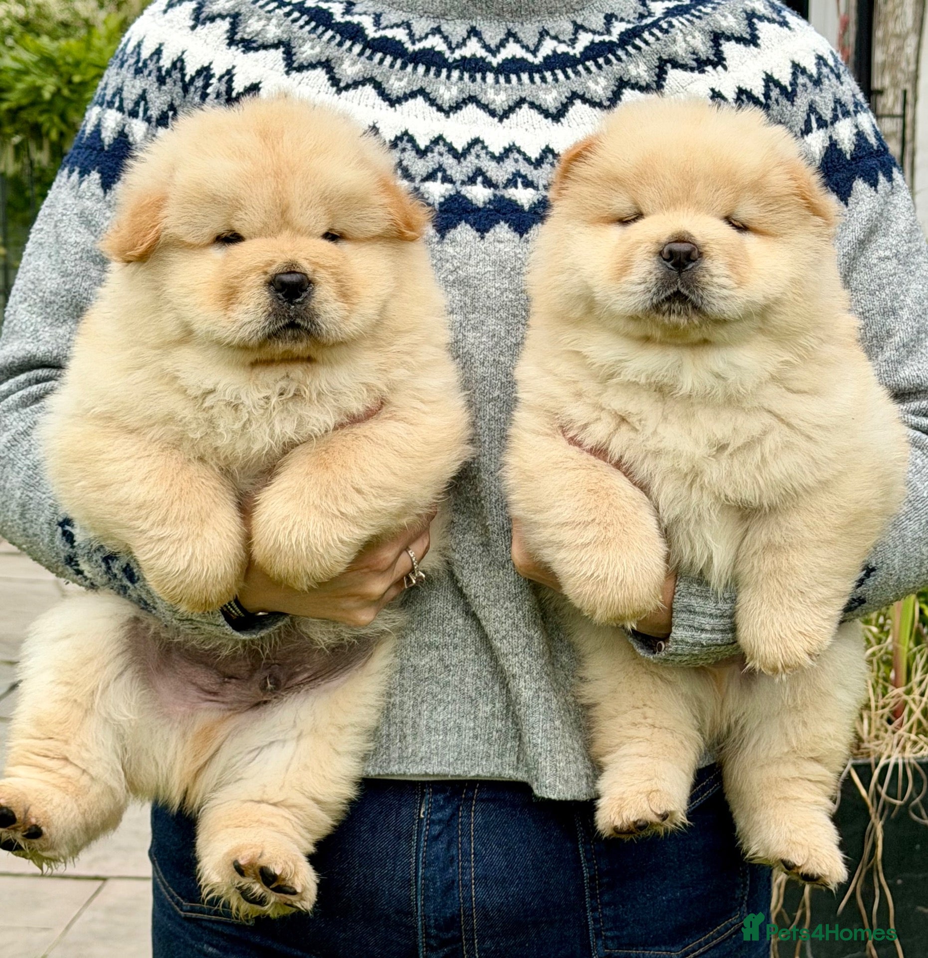Chow Chow dogs Cream chow chow puppies - Advert 1