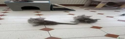 Maine Coon cats for sale: Maine Coon kittens - Advert 5