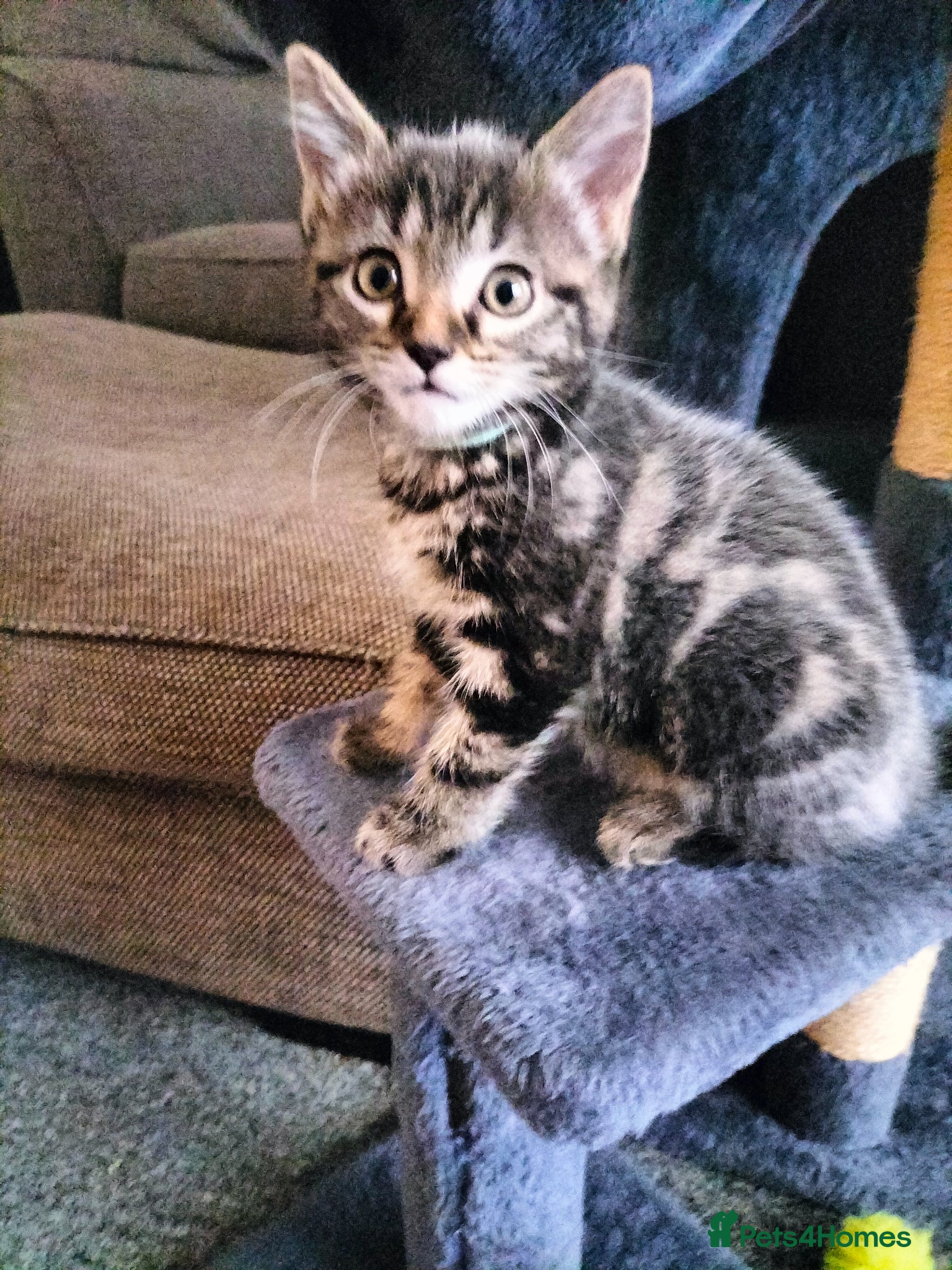 Mixed Breed cats 4 Beautiful fluffy sliver tabby kittens for sale - Advert 1