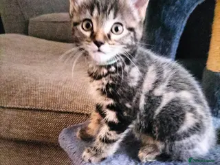 Mixed Breed cats 4 Beautiful fluffy sliver tabby kittens for sale - Advert 1