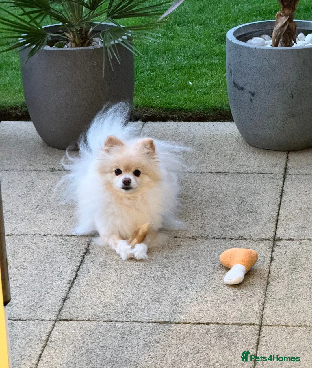 Pomeranian dogs for sale: Poppie  - Advert 7