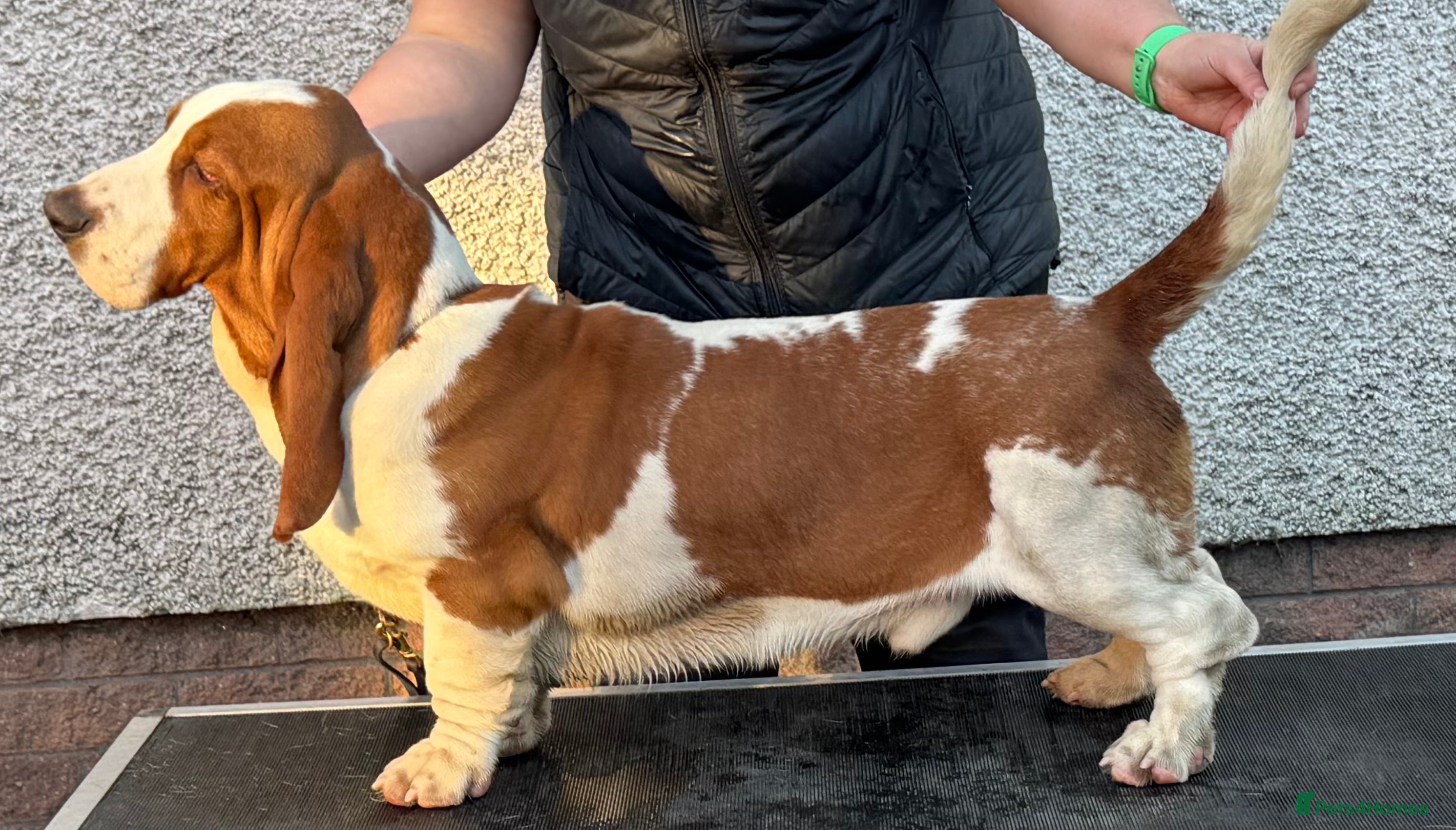 Basset Hound dogs Basset Hound Male 10 Months - Advert 1