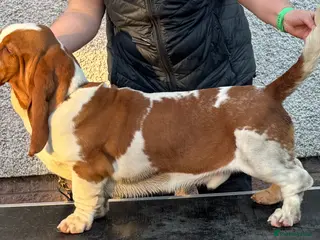 Basset Hound dogs Basset Hound Male 10 Months - Advert 1