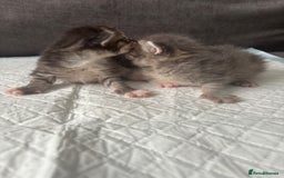 Ragcoon cats for sale: Ragcoon kittens Ready Now!  - Image 12