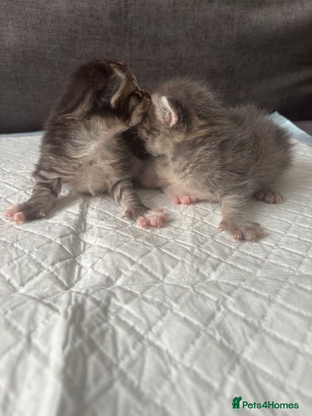 Ragcoon cats for sale: Ragcoon kittens Ready Now!  - Image 12