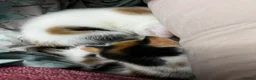 Mixed Breed cats for sale: 🐈 Adorable Calico Kittens - 2 to a Loving Home - Advert 5