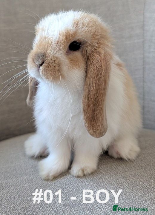 Mini Lop rabbits Exceptional Mini-Lops. Collect: Sun 16th August - Advert 1