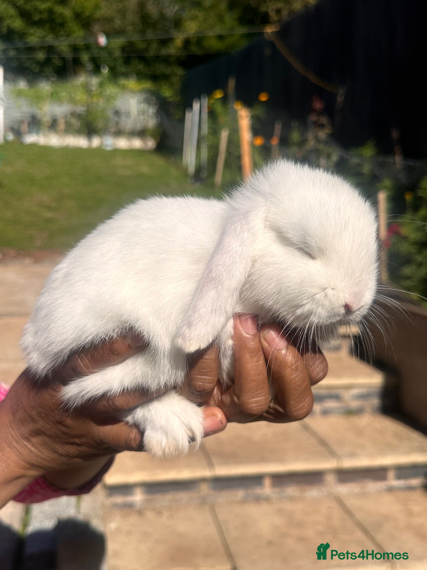 Mixed Breed rabbits Holland Rabbit for sale  - Advert 2