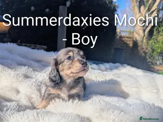 Miniature Dachshund dogs READY NOW 🎖️longhaired Miniature dachshunds - Advert 3