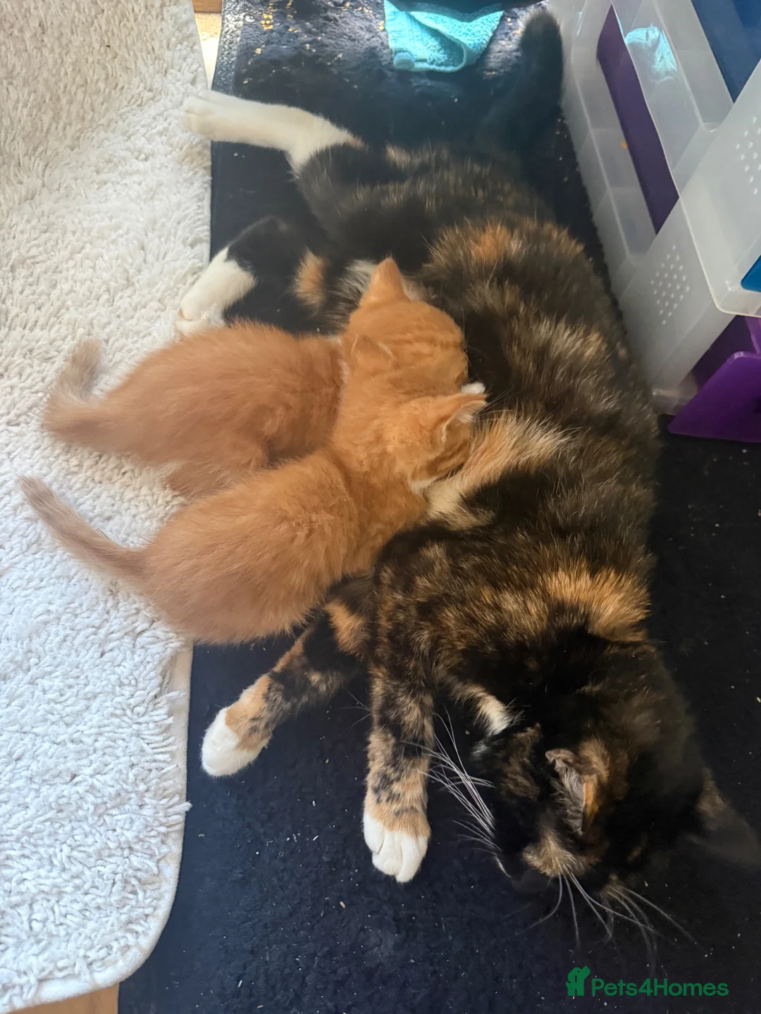 Mixed Breed cats for sale: Ginger Male Kitten - Advert 1