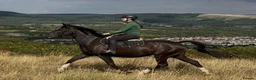 British Warmblood horses for sale: Beautiful black warmblood mare with golden temp in Maesteg - Advert 5