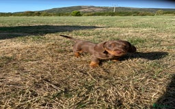 Dachshund dogs for sale: 1 gorgeous sausage dog boy  - Image 1