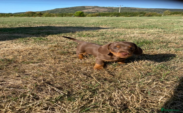 Dachshund dogs - Advert 2