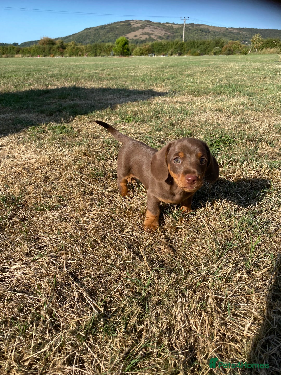 Dachshund dogs for sale: 1 gorgeous sausage dog boy  - Image 1