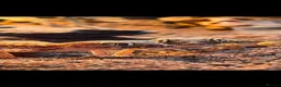 Gecko reptiles for sale: 3 Dune Geckos (Stenodactylus S) + Complete Setup - Advert 4