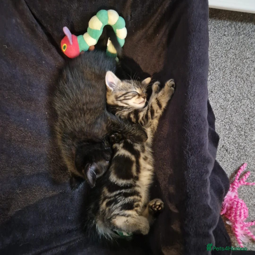 Mixed Breed cats for sale: 3 kittens in Doncaster - Advert 2
