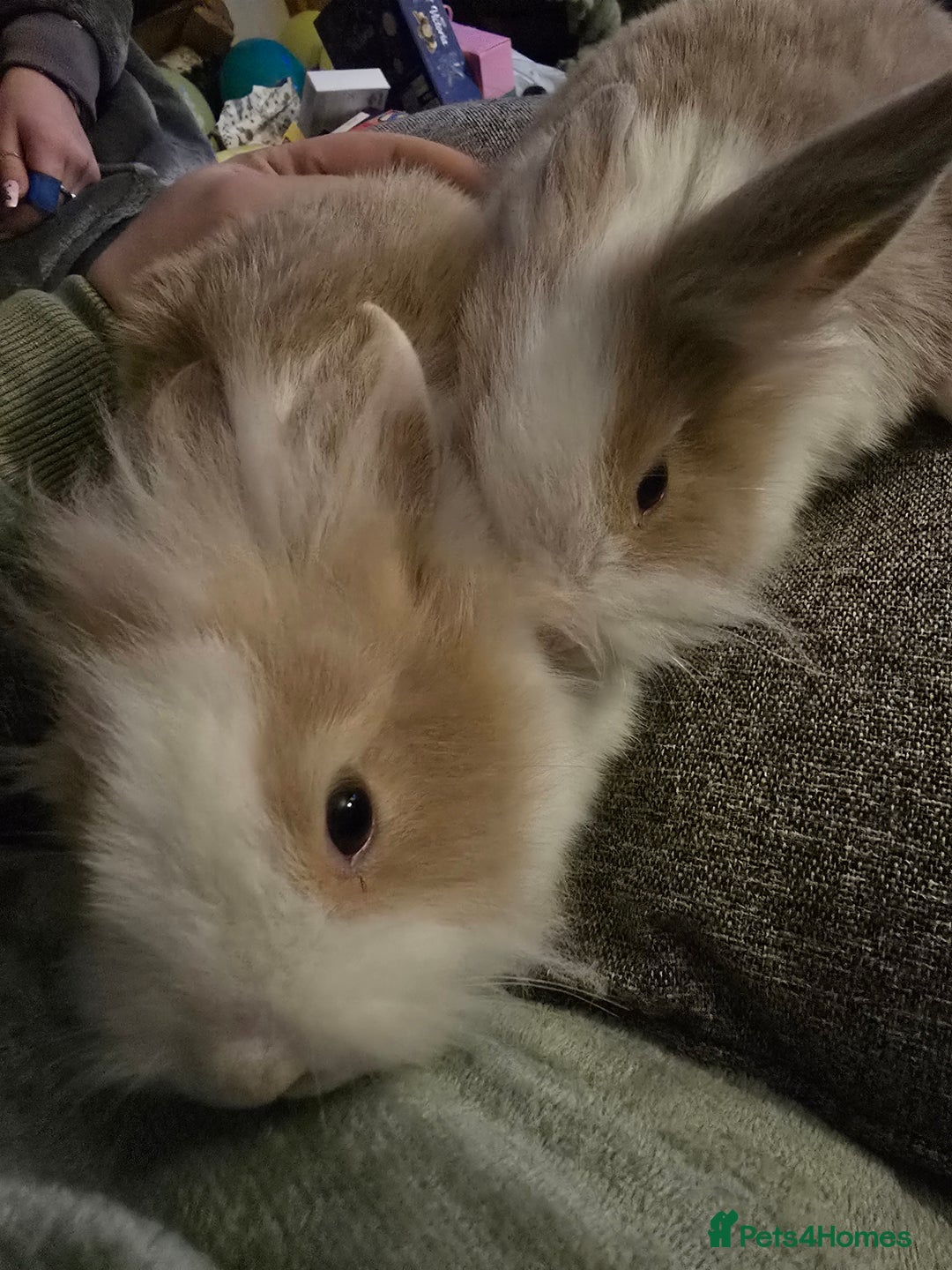 Mixed Breed rabbits for sale: Rabbits for sale.  - Advert 13