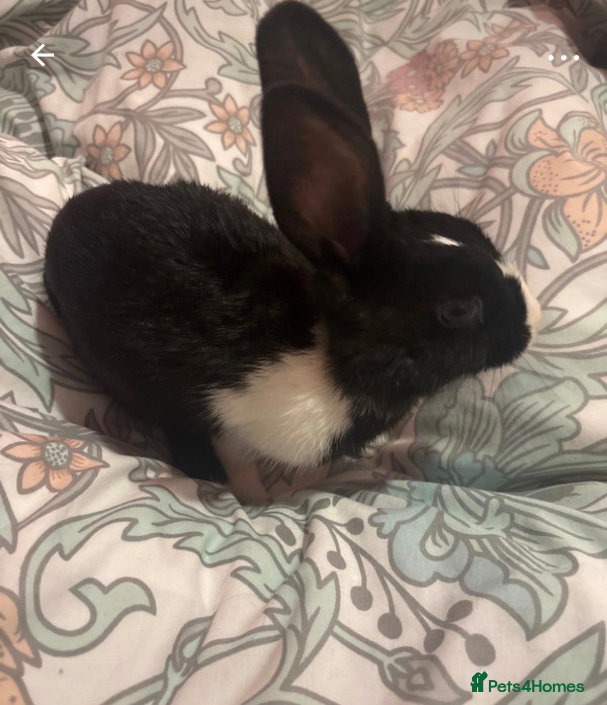 Mixed Breed rabbits 5 Month old bunny for sale! - Advert 1