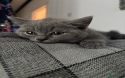Brazilian Shorthair cats for sale: British short hair kittens  - Image 3