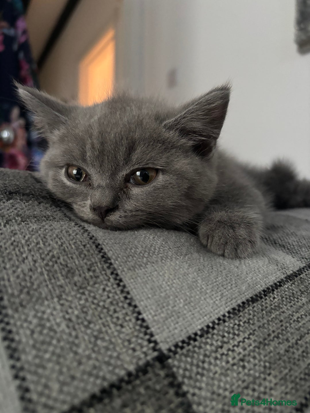 Brazilian Shorthair cats for sale: British short hair kittens  - Image 3