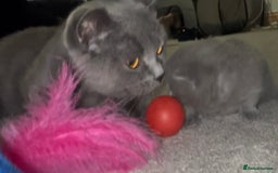 British Shorthair cats for sale: BEAUTIFUL CHAMPION BLOODLINE BRITISH SHORTHAIR - Image 4