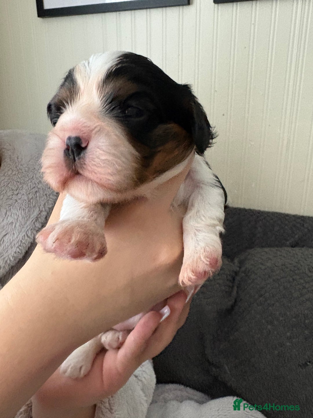 Cavalier King Charles Spaniel dogs for sale: 2 Female Kc Reg Cavalier King Charles Spaniels  - Image 2