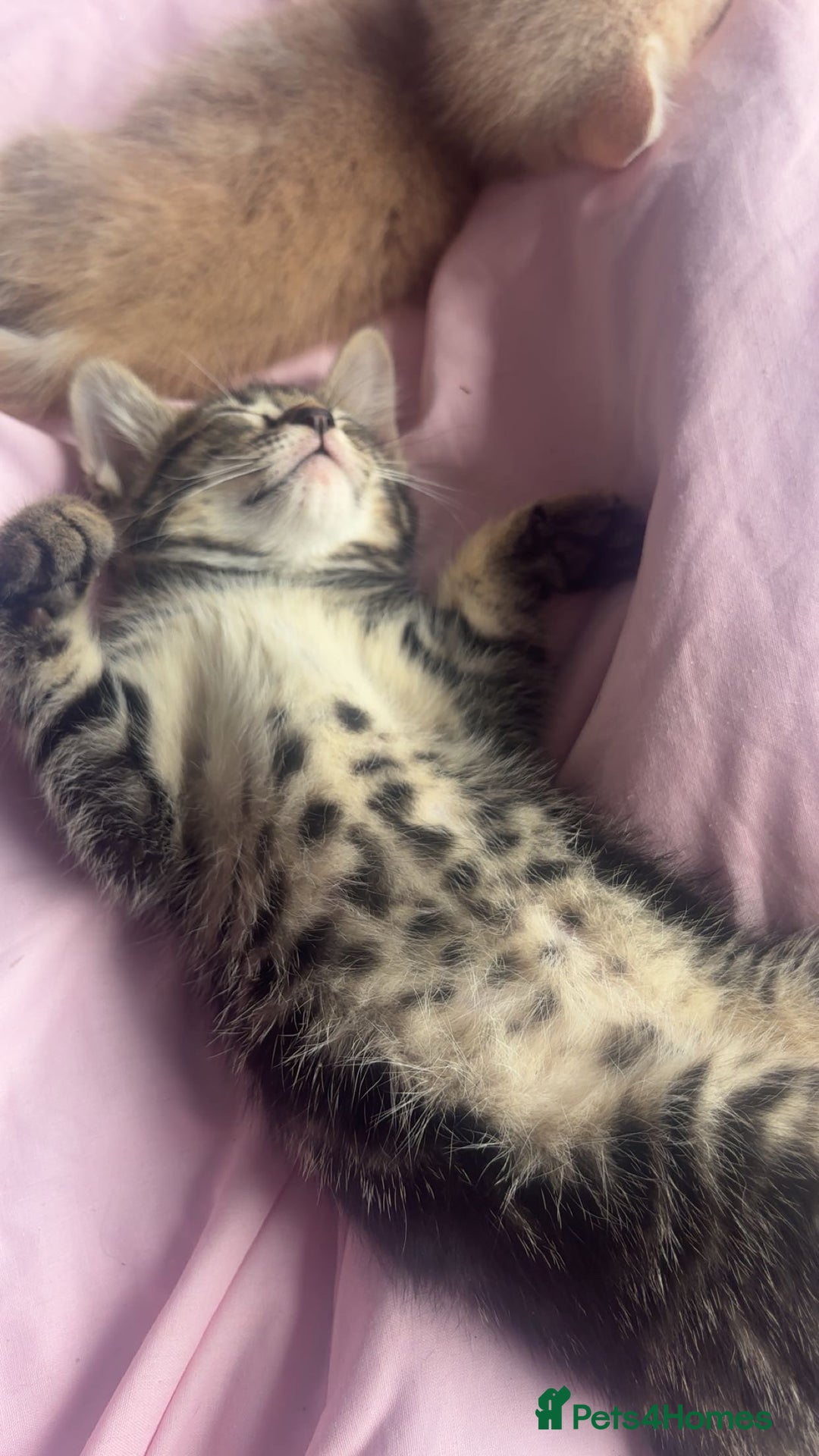 British Shorthair cats for sale: 2 kittens for sale  - Advert 5