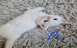 British Shorthair cats for sale: Beautiful British Shorthair Cross Kittens - Image 1