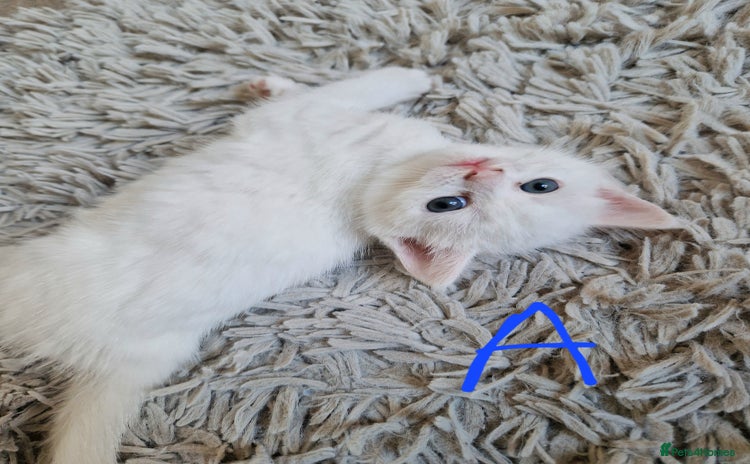 British Shorthair cats - Advert 7