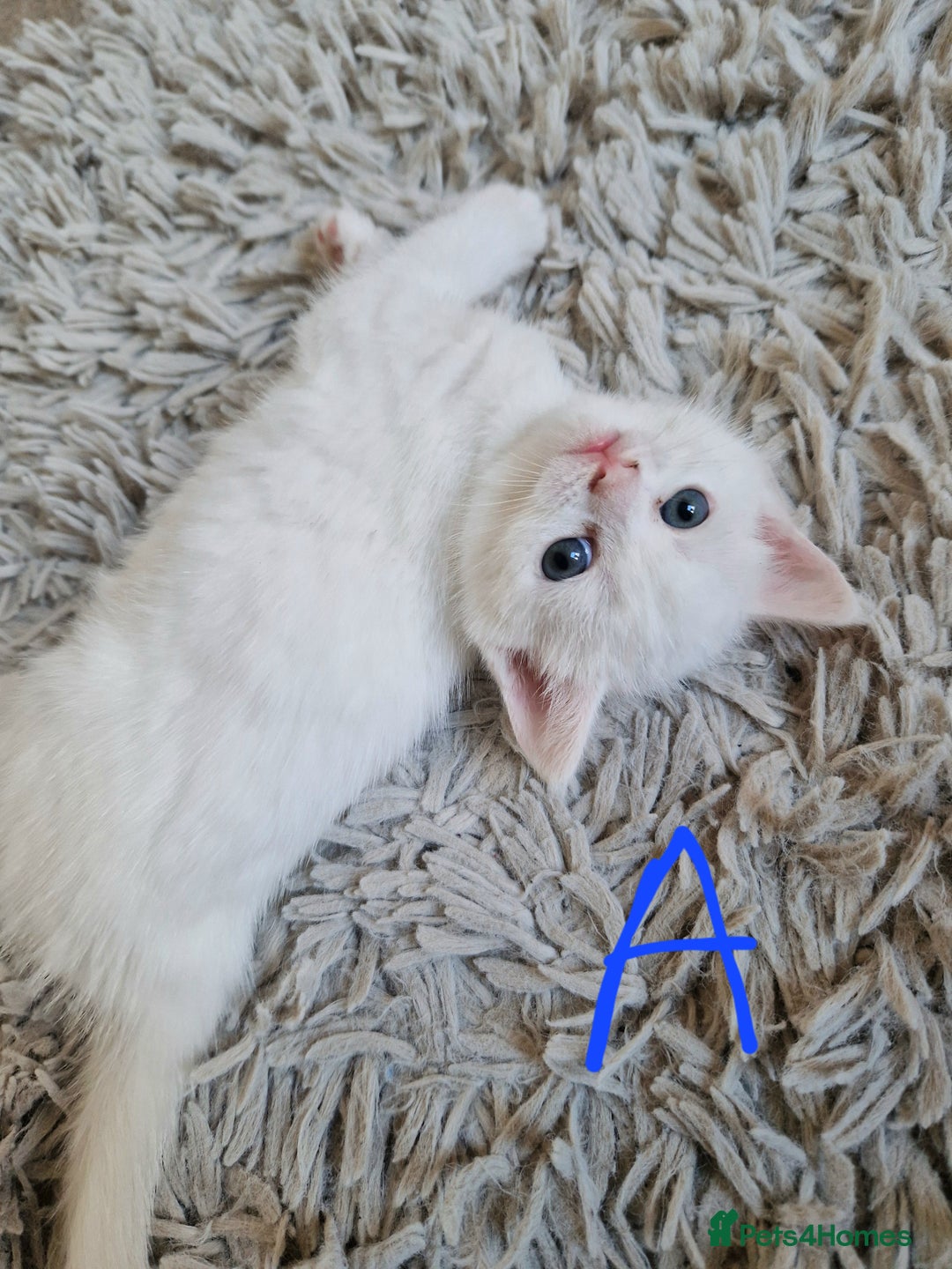 British Shorthair cats for sale: Beautiful British Shorthair Cross Kittens - Image 1