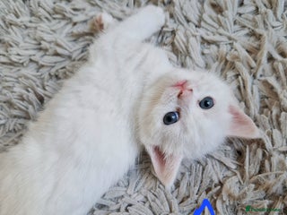 British Shorthair cats - Advert 29