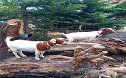 Goats livestock for sale: Boer goat x nannies and pygmy Billy  - Image 1