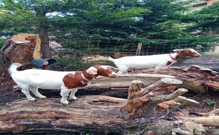 Goats livestock - Advert 1