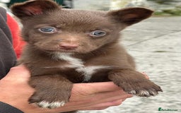 Mixed Breed dogs for sale: Collie X Kelpie puppies - Image 8
