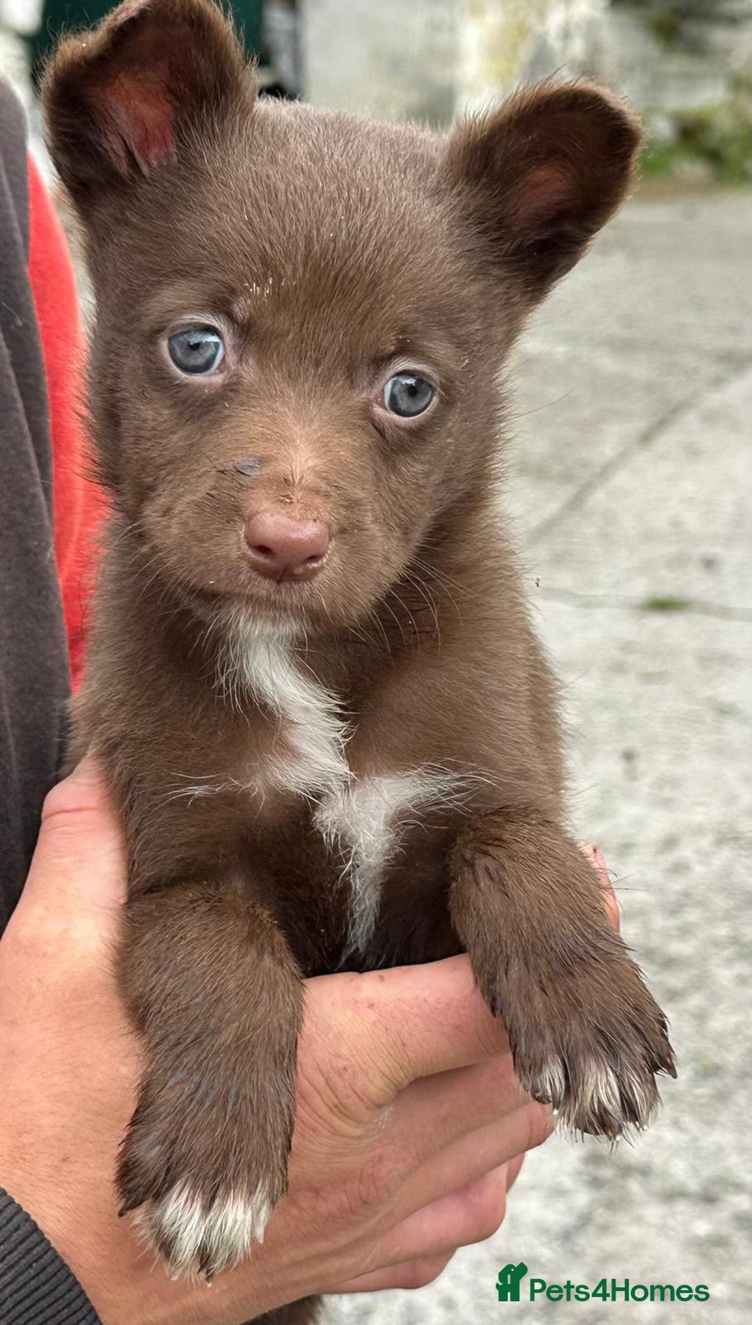 Mixed Breed dogs for sale: Collie X Kelpie puppies - Image 8