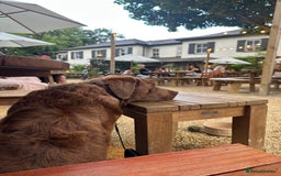 Labrador Retriever dogs for stud: Beautiful Chocolate Lab for Stud - Image 4